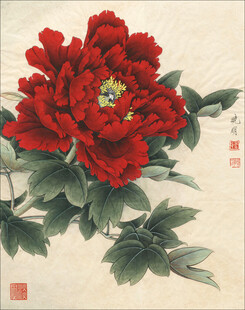 国画红牡丹