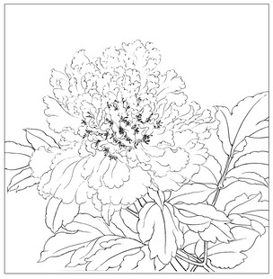 白描牡丹花卉图