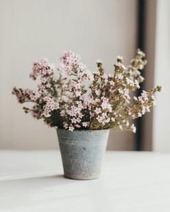 灰色花盆中的粉色花卉