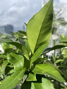 嫩绿叶片特写