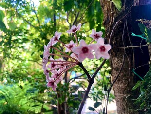 绽放的花朵