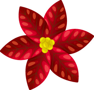 红色一品红花朵插画