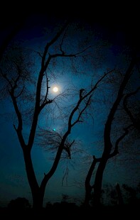 月夜下的枯树剪影