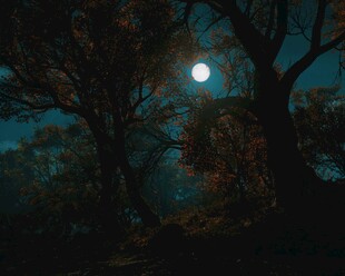 月夜下的静谧树林