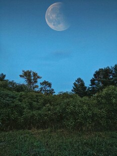 夜幕下的弯月与葱郁树林