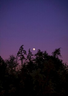 夜幕下树梢间的朦胧月色