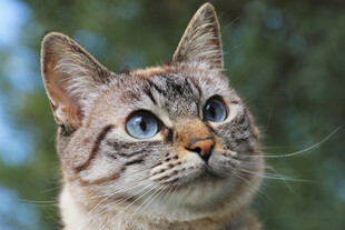 蓝眼斑纹猫