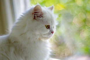 白色长毛猫咪
