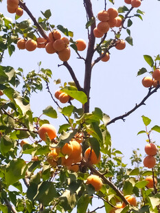 杏树