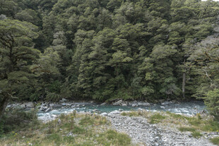 山间溪流旁的葱郁森林