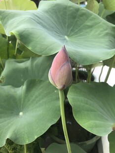 含苞待放的粉嫩荷花