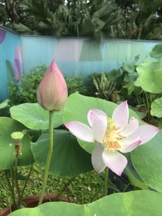 荷塘绽放的粉嫩荷花