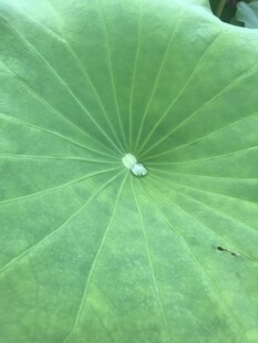 荷叶上的晶莹水珠