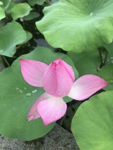 娇艳荷花绽放于绿叶间
