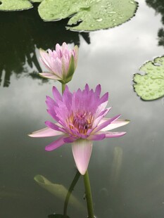 水中绽放的美丽紫睡莲