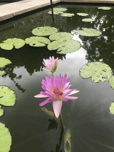 水中绽放的美丽粉色睡莲