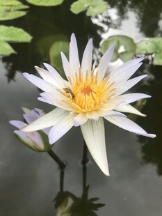 水中绽放的美丽白睡莲