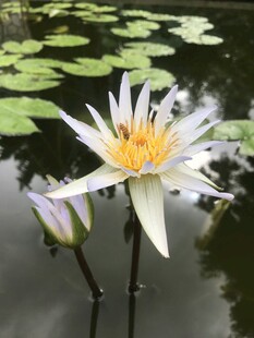 水中绽放的美丽白睡莲