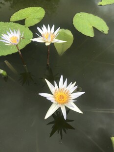 水中绽放的美丽白睡莲
