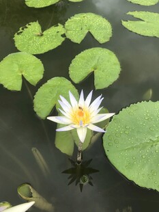 水中绽放的美丽白睡莲