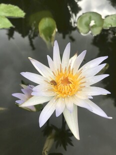 水中绽放的美丽白睡莲