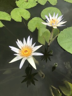 水中绽放的美丽白色睡莲