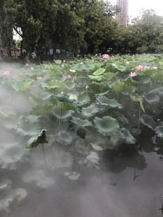 雨中荷塘美景