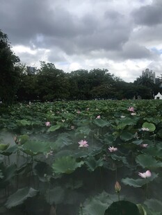 荷塘雨前景致