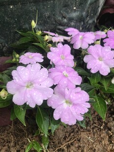 粉色美丽花卉绽放