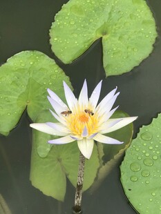 水中绽放的美丽白睡莲