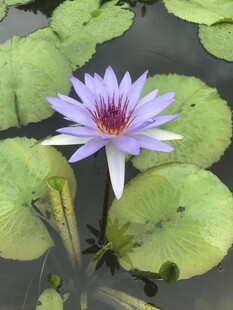 水中绽放的美丽紫色睡莲