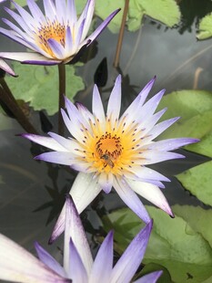 美丽睡莲绽放