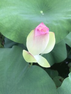 含苞待放的粉嫩荷花