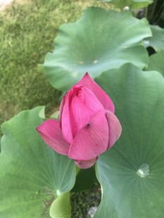 娇艳荷花绽放绿叶间