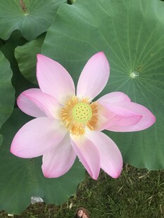 娇艳粉色荷花绽放