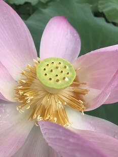 娇艳荷花特写