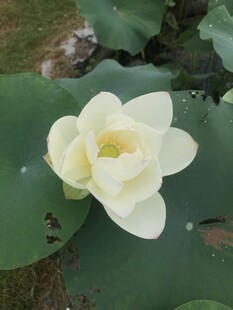 洁白荷花绽放于绿叶间