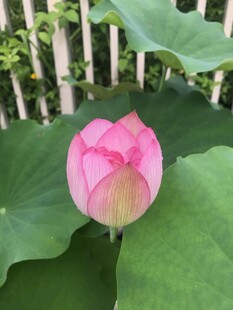 娇艳荷花绽放于绿叶间