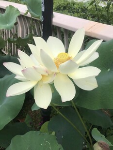 两朵洁白盛开的荷花