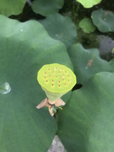 荷叶上的嫩黄色莲蓬