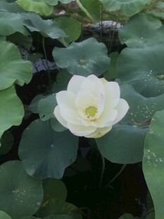 洁白荷花绽放于绿叶间