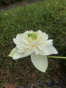 白色莲花绽放于草地
