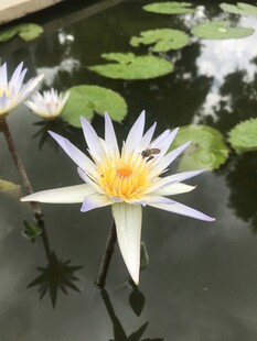 水中绽放的美丽白色睡莲
