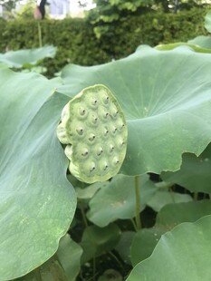 莲蓬挺立在荷叶间