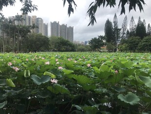 荷塘绿意 城市中的自然景致