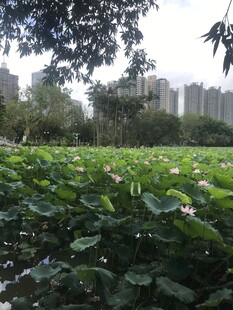 夏日荷塘绿意盎然