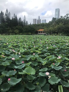 夏日荷塘美景