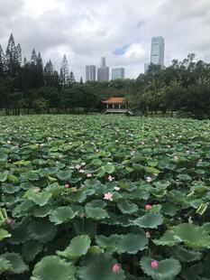 荷塘绿意 城市中的自然景致