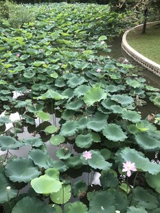 荷塘荷花荷叶美景