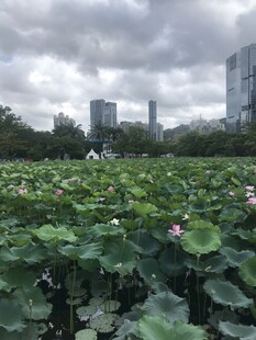 城市荷塘美景